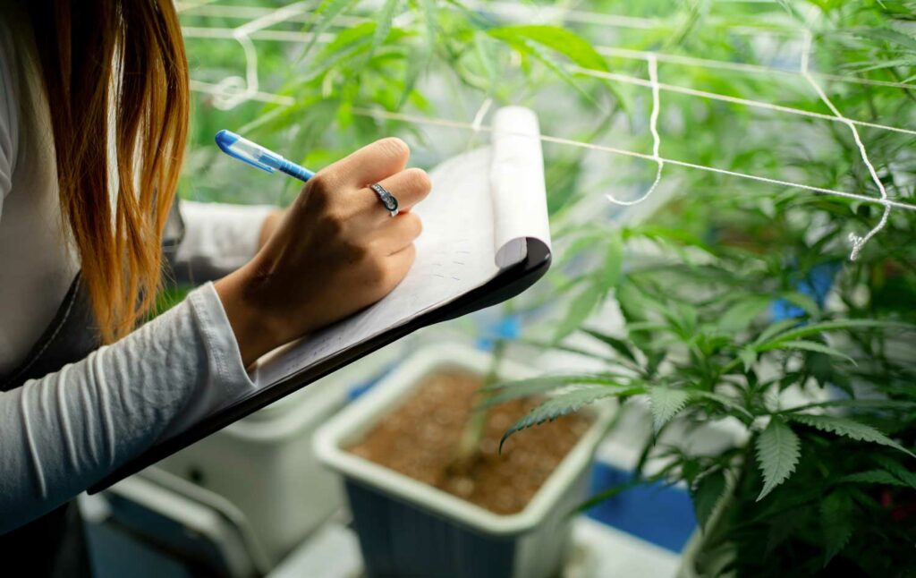 cultivator inspecting cannabis progress